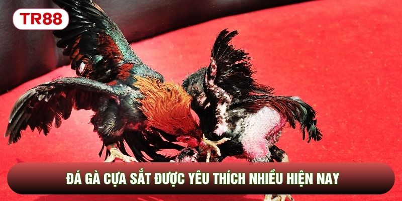 Đá gà cựa sắt được yêu thích nhiều hiện nay Đá gà cựa sắt được yêu thích nhiều hiện nay