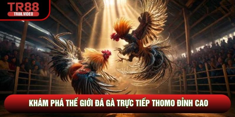 Khám phá thế giới đá gà trực tiếp Thomo đỉnh cao