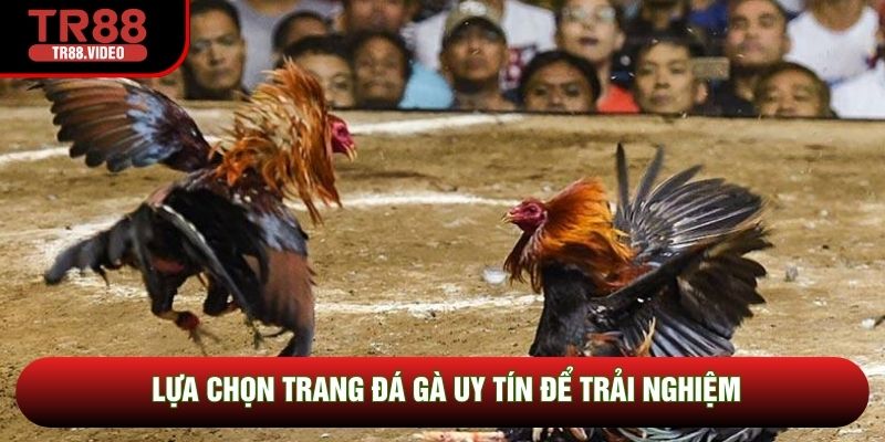 Lựa chọn trang đá gà uy tín để trải nghiệm